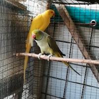 Parrocchetti dal collare coppia