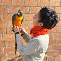 Pappagallo Ara Ararauna Baby