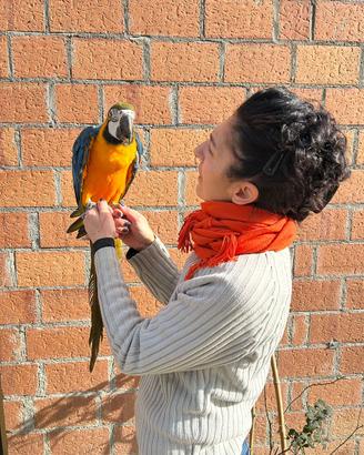 Pappagallo Ara Ararauna Baby
