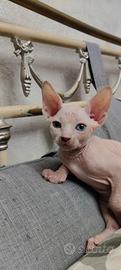 Cuccioli di sphynx