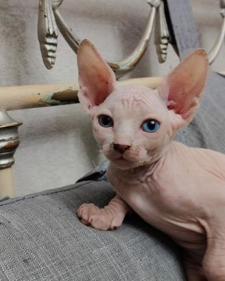 Cuccioli di sphynx