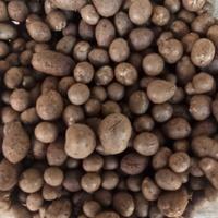 SEMI     RADICE DI LUCE