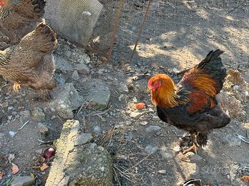 Brahama perniciato oro