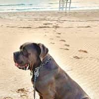 Cane corso