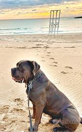 Cane corso