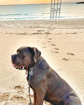 Cane corso