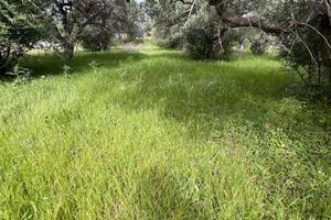 V/1256 Appezzamento di terreno agricolo