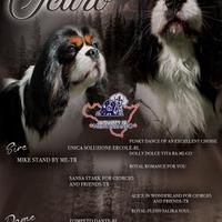 Cavalier King per monte