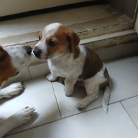 Cuccioli- Jack russel-terrier