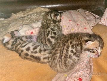 Cuccioli gatto bengala