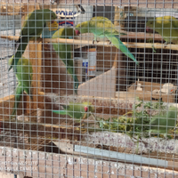 Parrocchetti dal collare