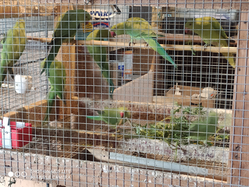 Parrocchetti dal collare