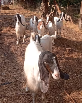Altro animali capre e capretti