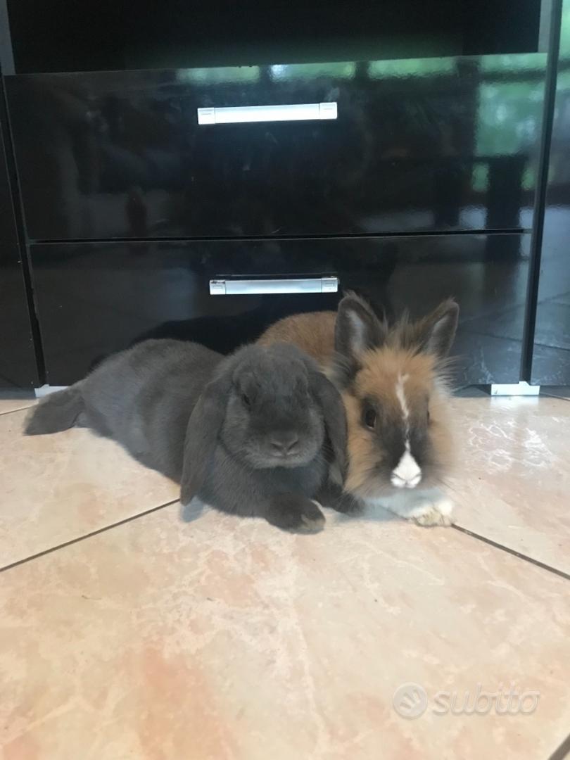 Coppia conigli nani, ariete e testa di leone Animali In regalo a Trento