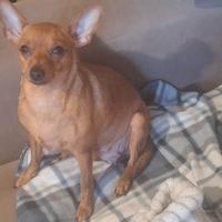 Pinscher femmina adulta