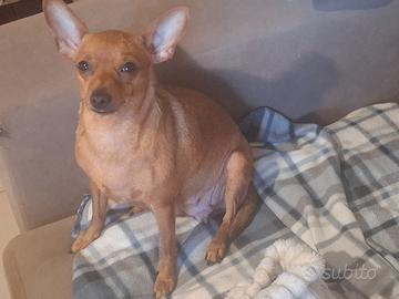 Pinscher femmina adulta