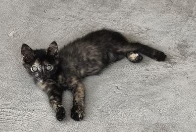 3 gattine nate e cresciute in natura