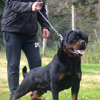 Rottweiler per accoppiamento
