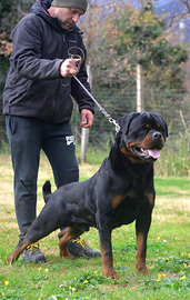 Rottweiler per accoppiamento