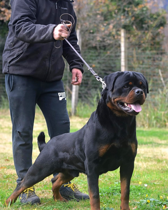 Rottweiler per accoppiamento