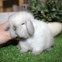 Coniglio ariete nano e minilop