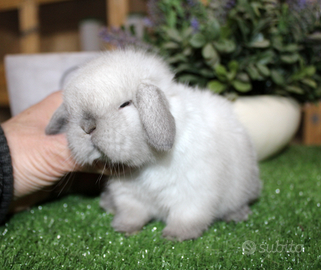 Coniglio ariete nano e minilop