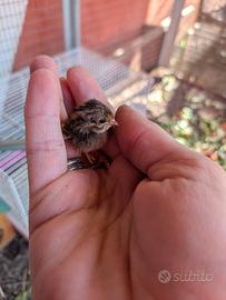 Quaglie cinesi