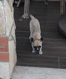 chihuahua 