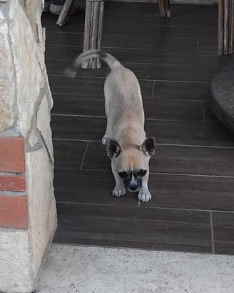 chihuahua 