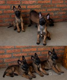 Cuccioli di pastore belga Malinois