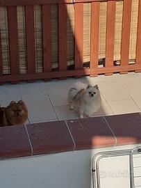 Spitz pomerania 