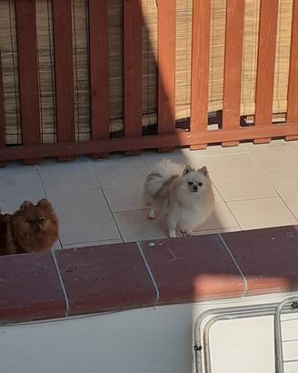 Spitz pomerania 