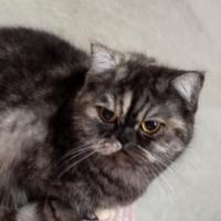 British shorthair femmina