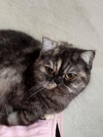 British shorthair femmina