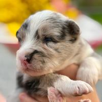 Cuccioli di Border Collie