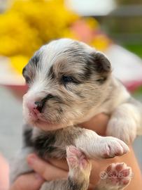 Cuccioli di Border Collie