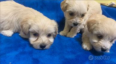 Maltipoo (Barboncino-maltese)