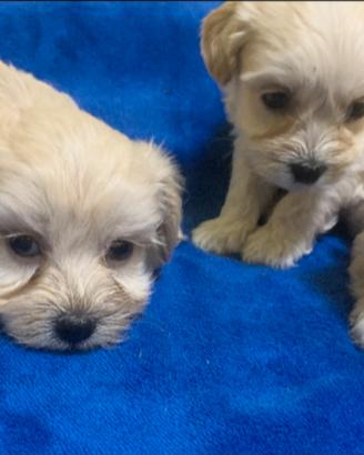 Maltipoo (Barboncino-maltese)