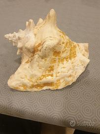 grande conchiglia rosa