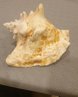 grande conchiglia rosa