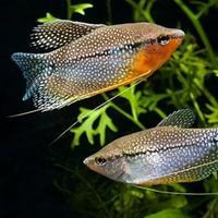 Trichopodus leerii Pearl gurami Coppia pesci