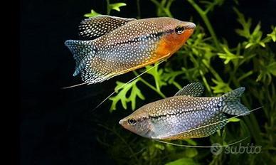 Trichopodus leerii Pearl gurami Coppia pesci