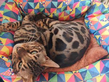 Gatto Bengala Maschietto Giovane e Socievole