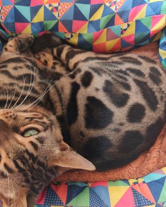 Gatto Bengala Maschietto Giovane e Socievole