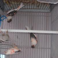 Arlecchino portoghese