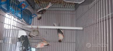 Arlecchino portoghese