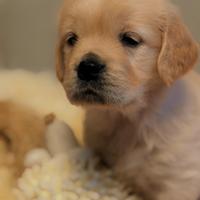 Golden retriver tsetasti
