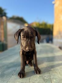 Ultimi quattro cuccioli Labrador neri e cioccolato