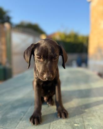 Ultimi quattro cuccioli Labrador neri e cioccolato