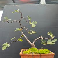 Bonsai pre bonsai di fico (ficus carica) da seme